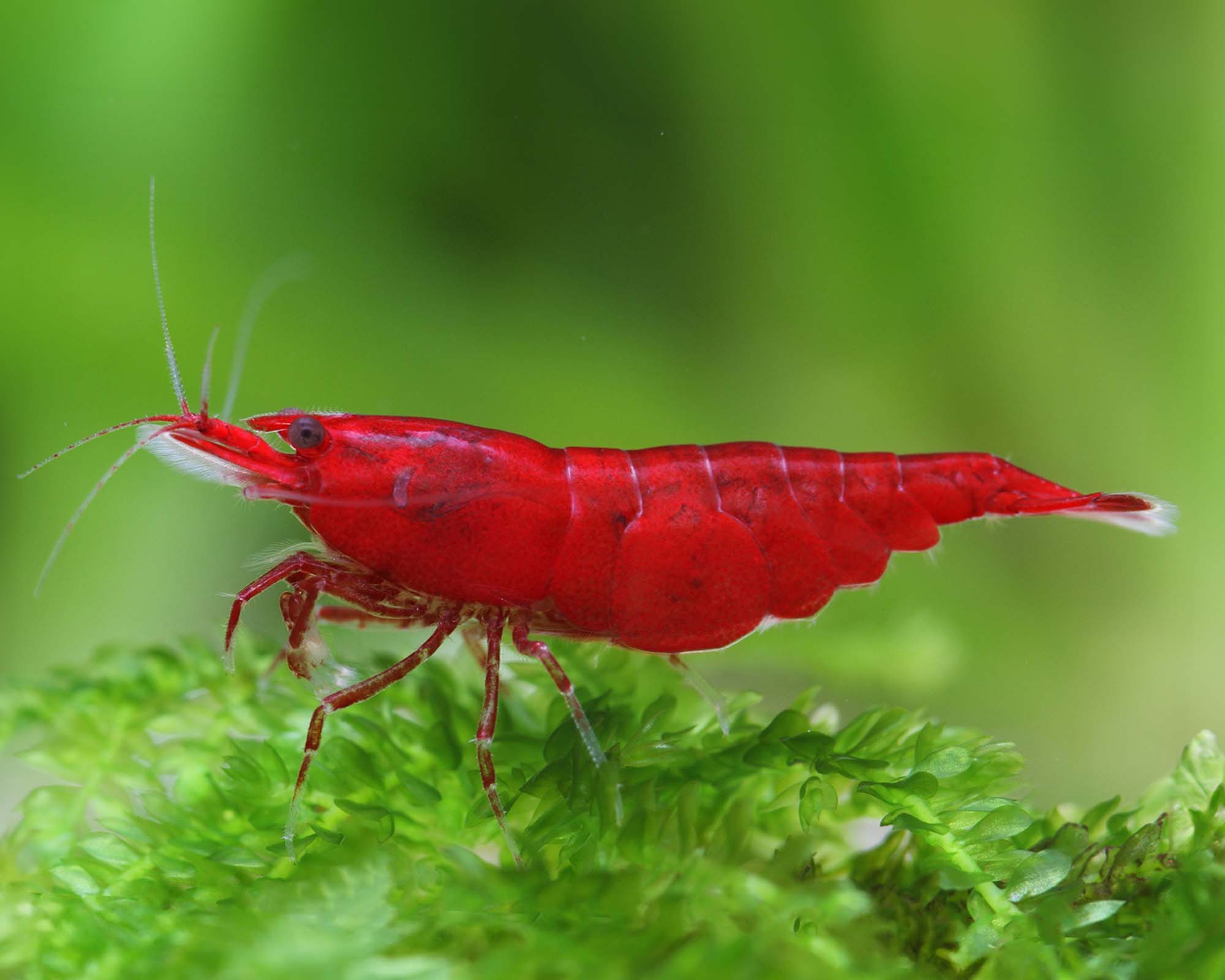 Neocaridina davidi (Bloody Mary Shrimp)